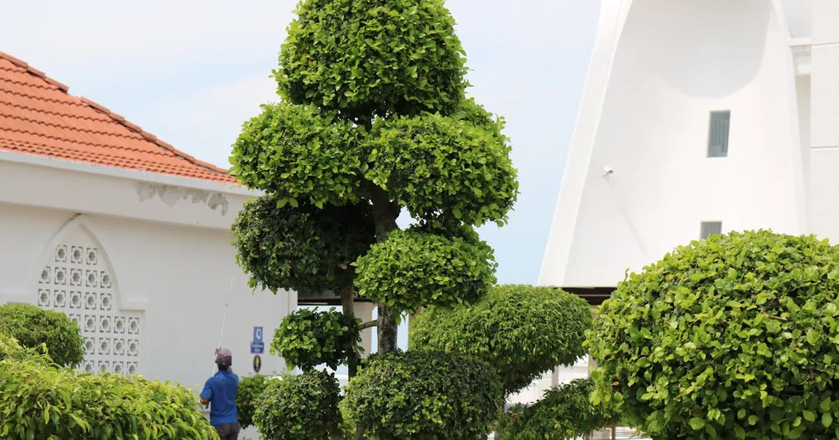 Aliexpress - Jardineria por mas de 150 euros