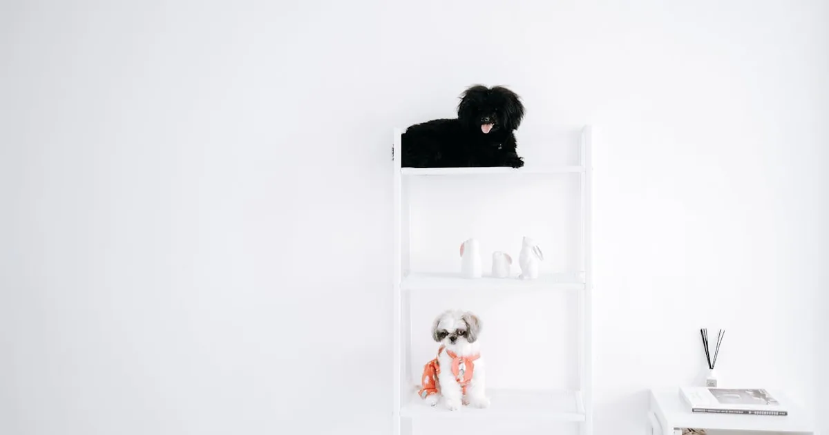 Aliexpress vs Mediamarkt - Mascotas