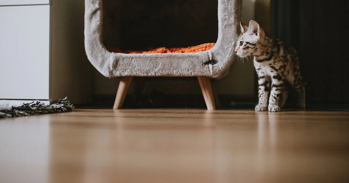 Amazon - Mascotas por 20-50 euros