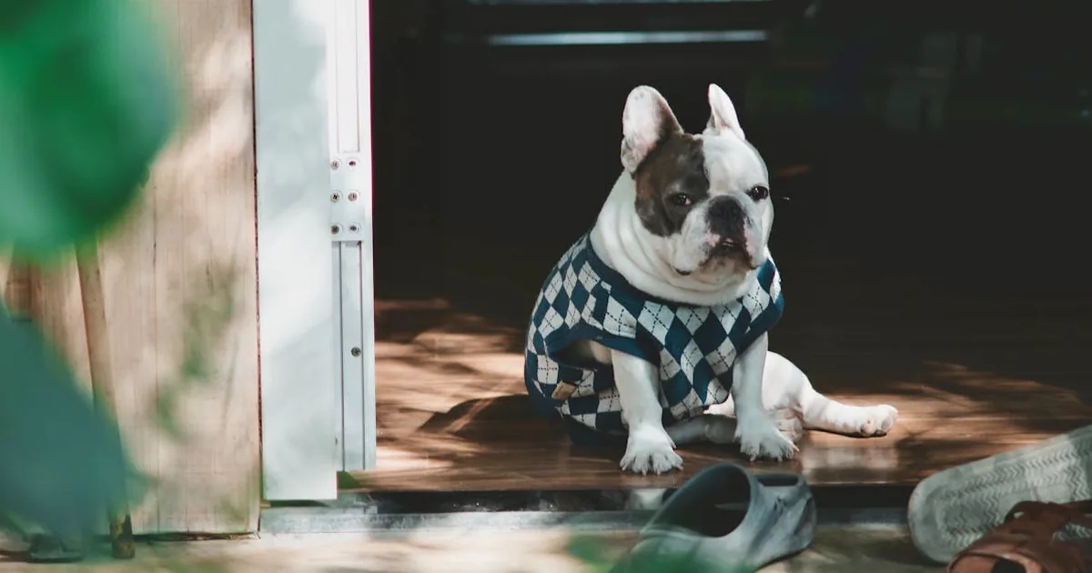 Leroy Merlin - Mascotas por 50-150 euros