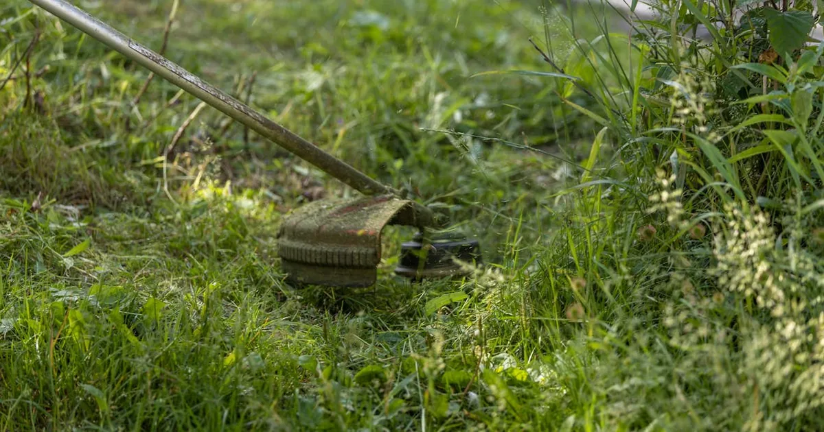 Temu - Comprar Jardineria
