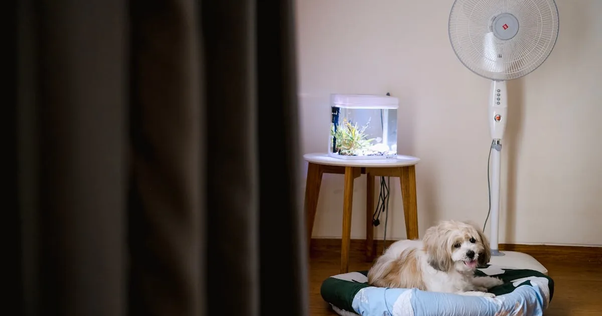 Zalando - Comprar Mascotas